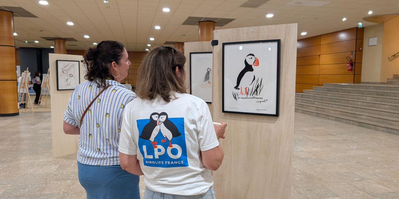 « Des macareux par milliers » : une exposition inédite lancée par la LPO